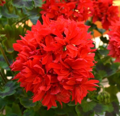 Пеларгония Carolyn Dean