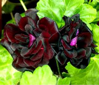 Пеларгония Royal Black Rose