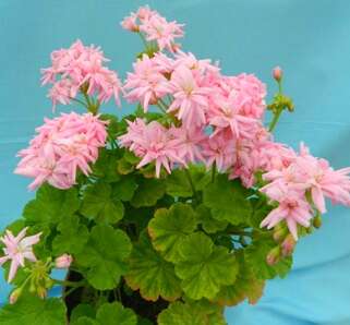 Пеларгония Mrs. Selter Bevis