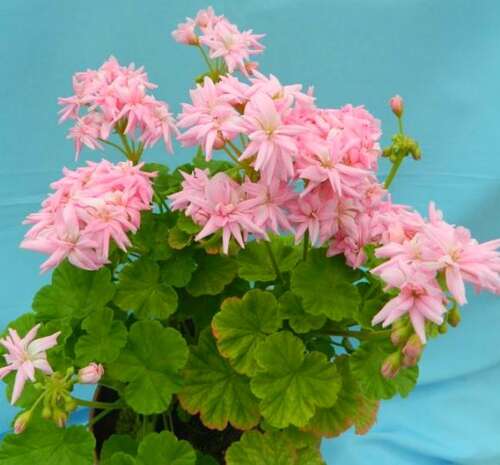 Пеларгония Mrs. Selter Bevis