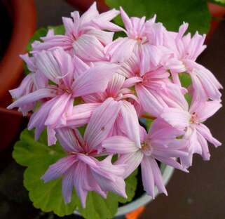 Пеларгония Mrs. Selter Bevis