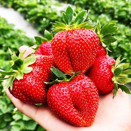 Клубника среднеспелая Мармелада