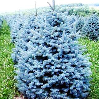 Ель колючая Glauca Majestic Blue (Глаука Маджестик Блю)