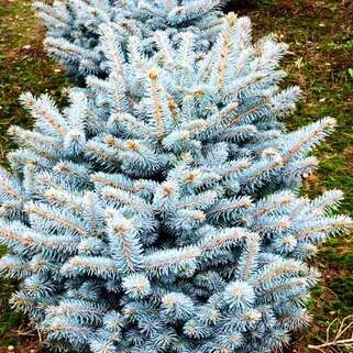 Ель колючая Glauca Majestic Blue (Глаука Маджестик Блю)