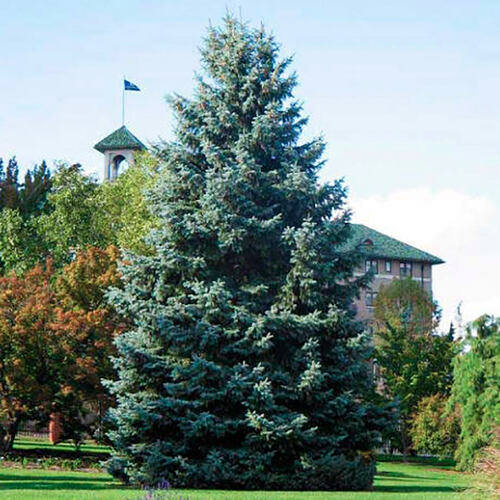 Ель колючая Glauca (Глаука)