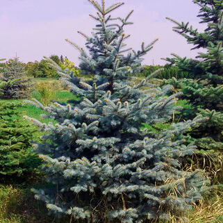 Ель колючая Glauca (Глаука)