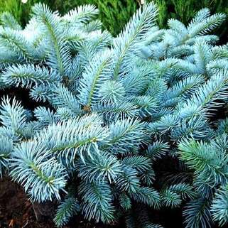 Ель колючая Glauca Globosa (Глаука Глобоза)