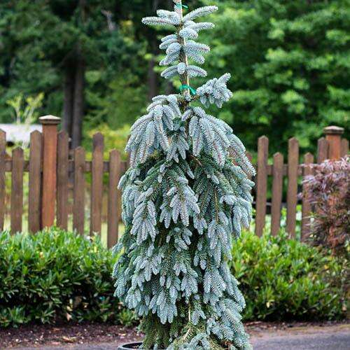 Ель колючая Glauca Pendula (Глаука Пендула)