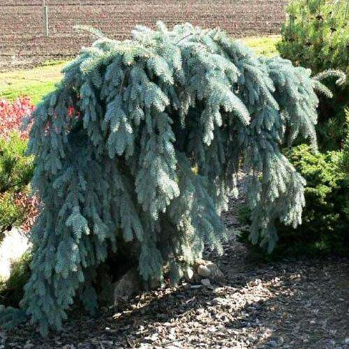 Ель колючая Glauca Pendula (Глаука Пендула)
