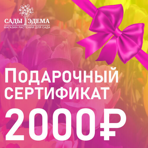 Подарочный сертификат на 2000 руб.