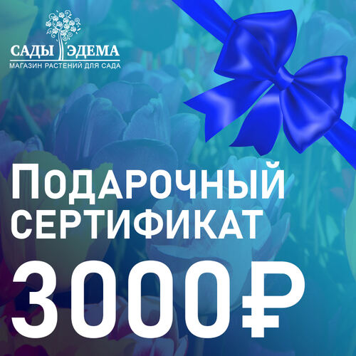 Подарочный сертификат на 3000 руб.