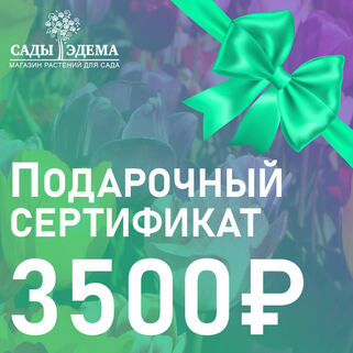 Подарочный сертификат на 3500 руб.