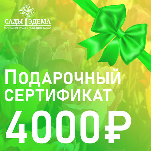 Подарочный сертификат на 4000 руб.