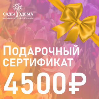 Подарочный сертификат на 4500 руб.