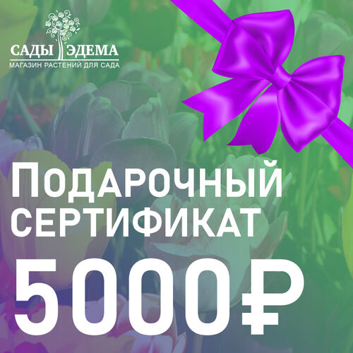 Подарочный сертификат на 5000 руб.