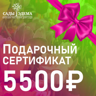 Подарочный сертификат на 5500 руб.