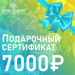 Подарочный сертификат на 7000 руб.