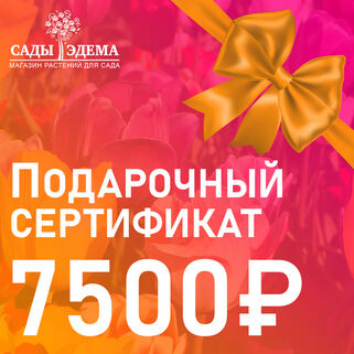 Подарочный сертификат на 7500 руб.