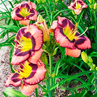 Лилейник Big City Eye (Биг Сити Ай)