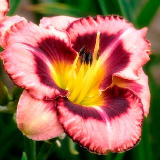 Лилейник Big City Eye (Биг Сити Ай)