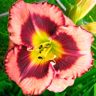 Лилейник Big City Eye (Биг Сити Ай)