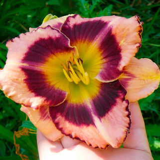 Лилейник Big City Eye (Биг Сити Ай)