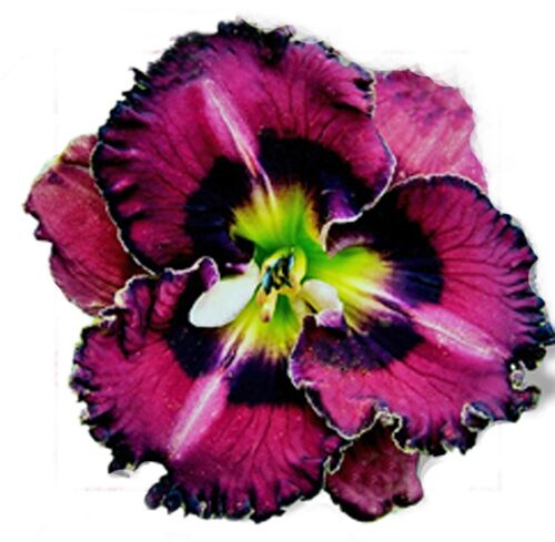 Лилейник Vienna Waltz (Виенна Волтз)