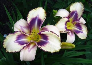 Лилейник Dectined to See (Дектинд то Си)