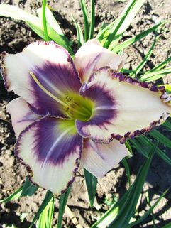 Лилейник Dectined to See (Дектинд то Си)