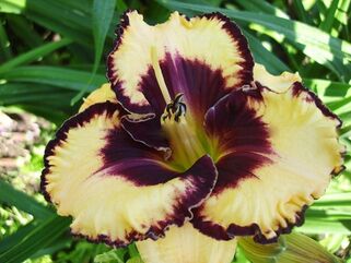 Лилейник Open my Eyes (Оупен май Айс)