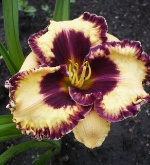 Лилейник Open my Eyes (Оупен май Айс)