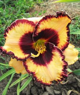 Лилейник Open my Eyes (Оупен май Айс)