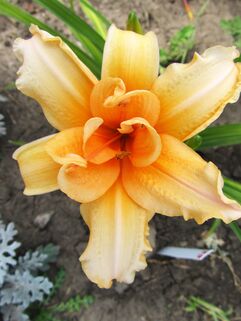 Лилейник Double Entendre (Дабл Энтендр)