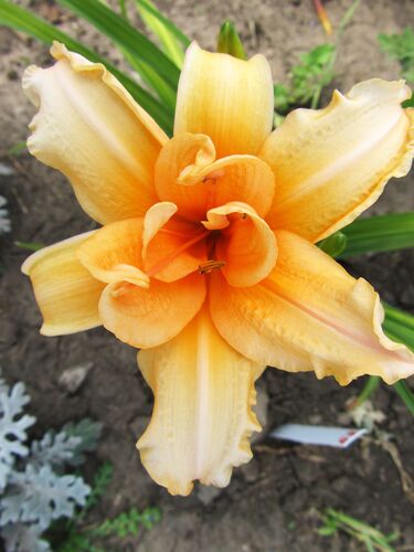 Лилейник Double Entendre (Дабл Энтендр)