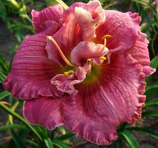 Лилейник Over the Top (Овер Зе Топ)