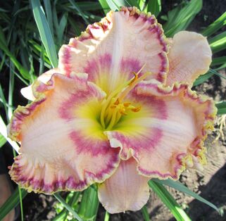 Лилейник Sink Into Your Eyes (Синк инто ю айс)