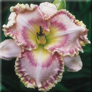 Лилейник Sink Into Your Eyes (Синк инто ю айс)