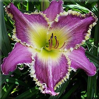 Лилейник Drink The Light (Дринк Зе Лайт)