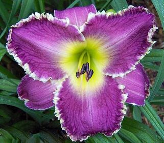 Лилейник Drink The Light (Дринк Зе Лайт)