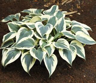 Хоста Firn Line (Фирн Лайн) М