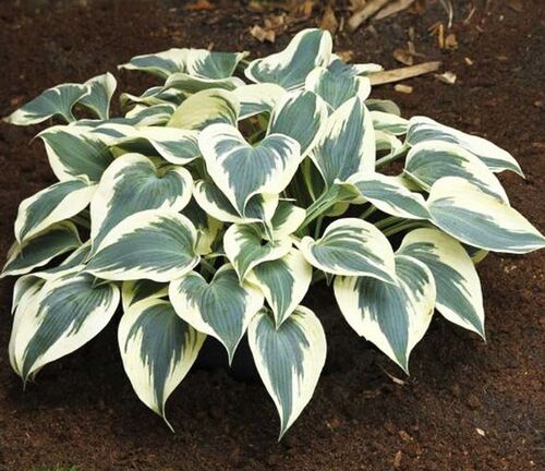 Хоста Firn Line (Фирн Лайн) М