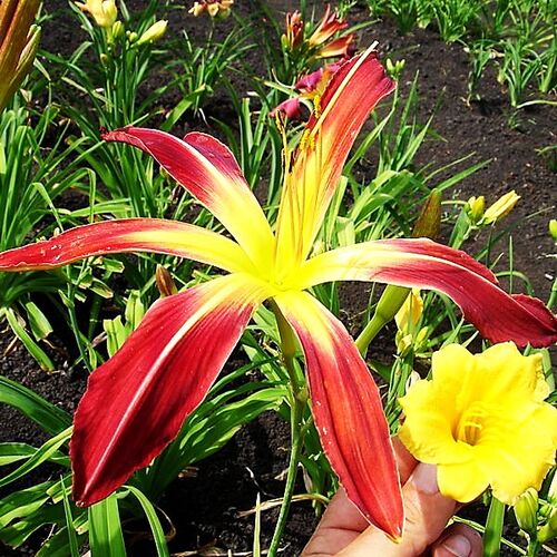 Лилейник Gadsden Coliath (Гадсден Колит)