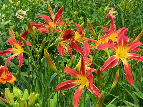 Лилейник Gadsden Coliath (Гадсден Колит)