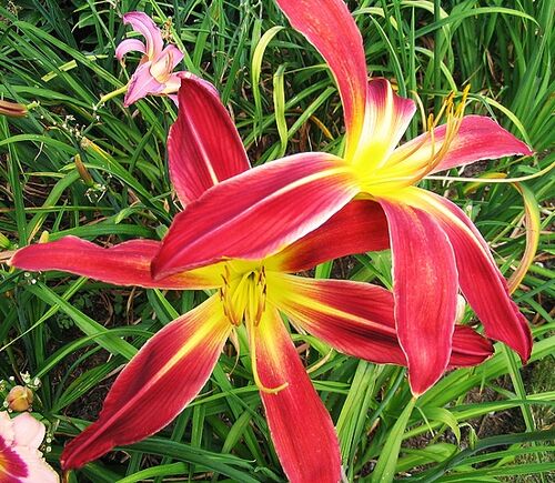 Лилейник Gadsden Coliath (Гадсден Колит)