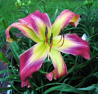 Лилейник Pursuit of Happiness (Пасьют оф Хэппинес)