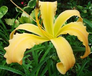 Лилейник Spinnaker (Спиннакер)