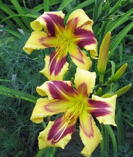 Лилейник Tammy Faye Eyes (Тамми Фае Айс)