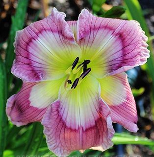 Лилейник Answer From the Stars (Ансве Фром зе Старс)