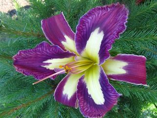 Лилейник Jungle Queen (Джангл Квин)