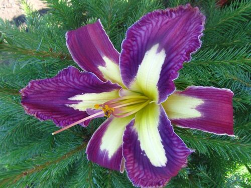 Лилейник Jungle Queen (Джангл Квин)